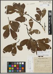 Foto von Salix appendiculata Vill.